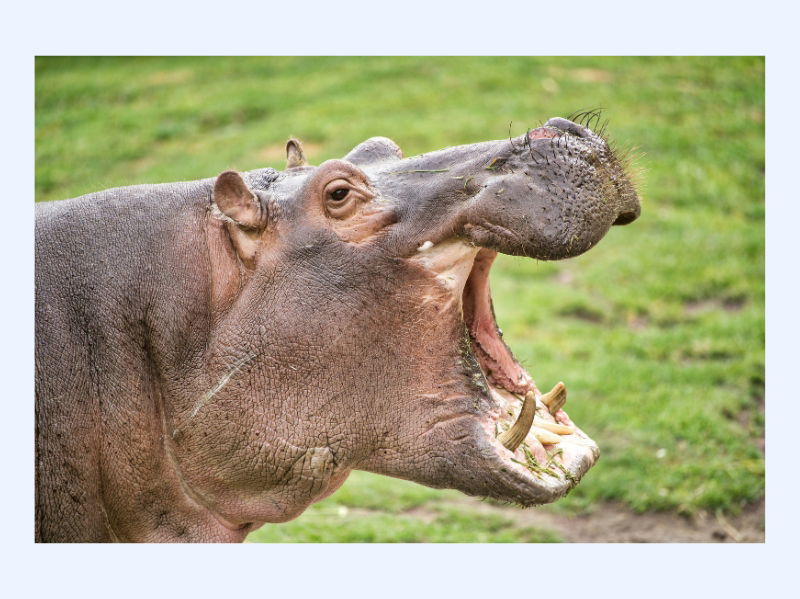 Behoefteonderzoek als basis: zonder behoefte geen product - Buro Improof HIPPO