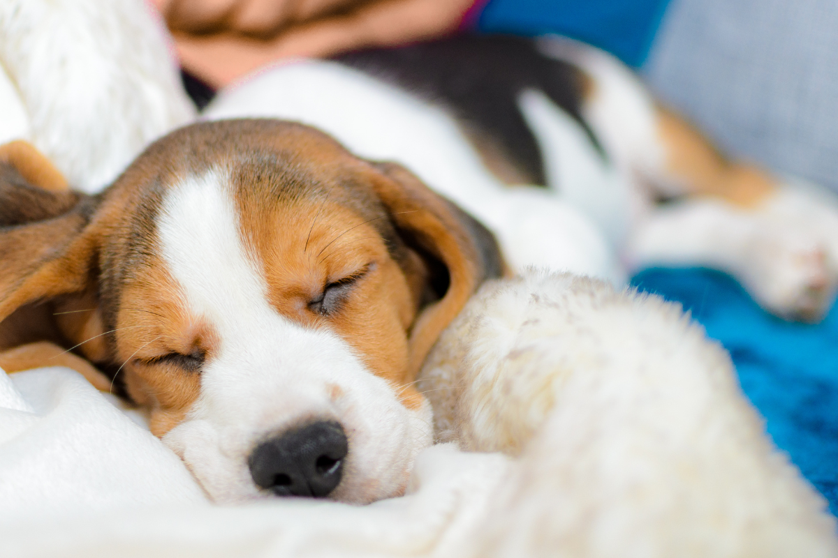 creatieve onderzoekstechnieken